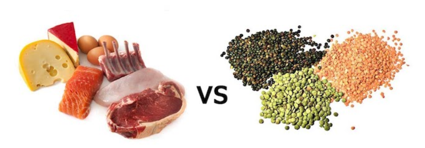 Animal and vegetable protein: is there a difference?